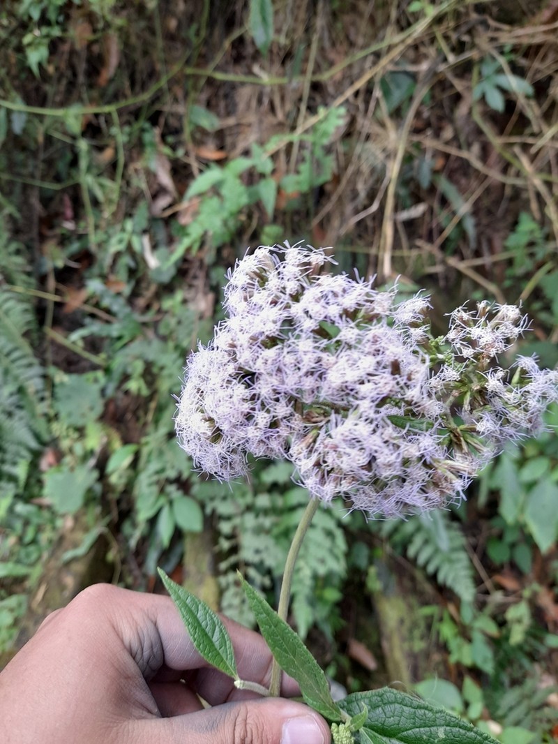 Asplundianthus pseudostuebelii
