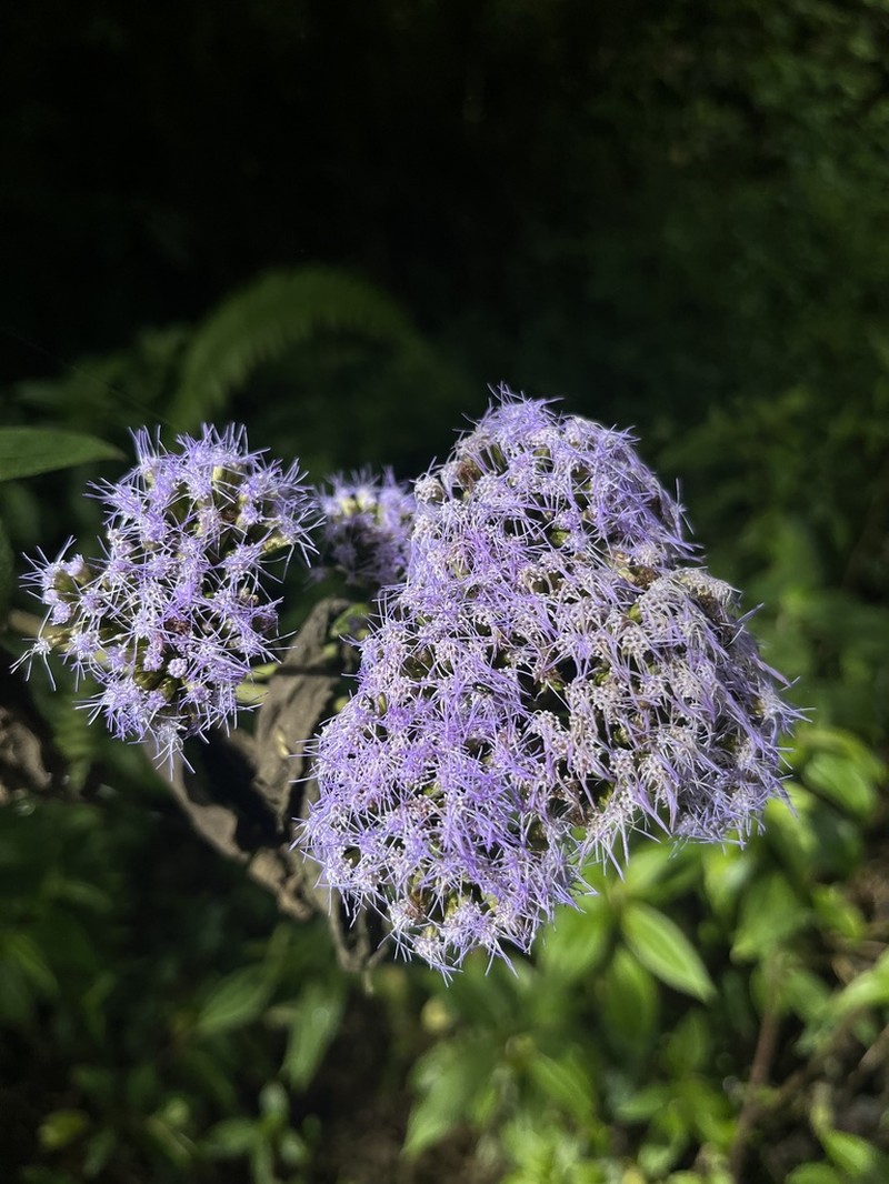 Asplundianthus pseudostuebelii photo 2
