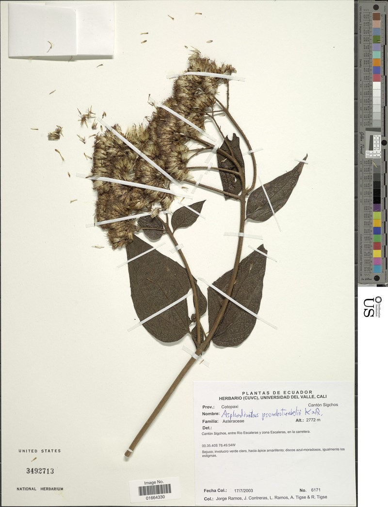 Asplundianthus pseudostuebelii photo 3