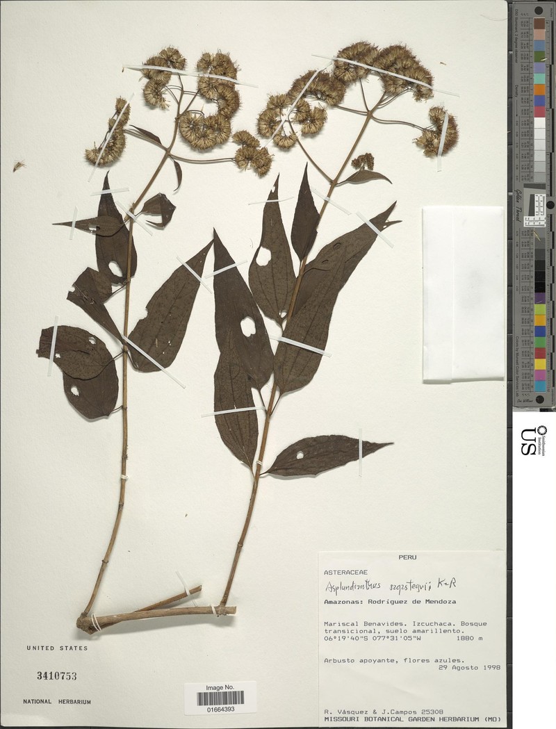 Asplundianthus sagasteguii