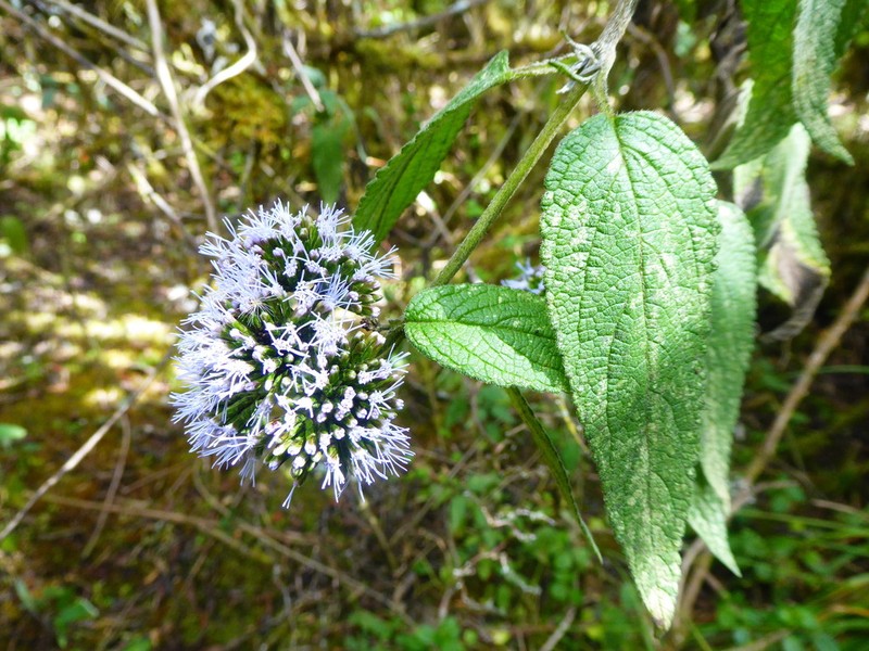 Asplundianthus scabrifolius