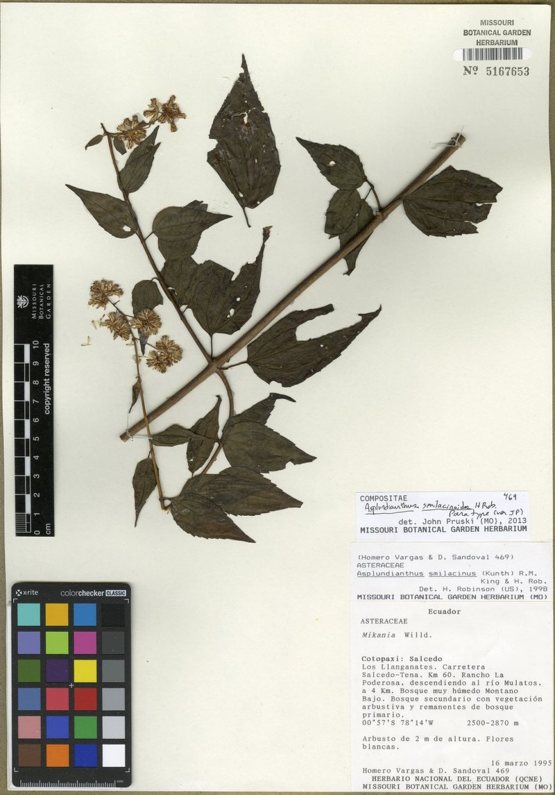 Asplundianthus smilacinoides photo 2
