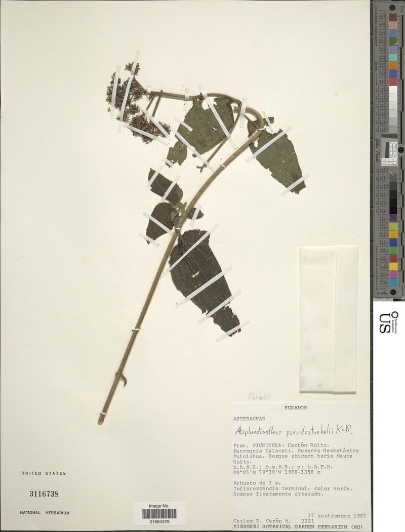 Asplundianthus stuebelii
