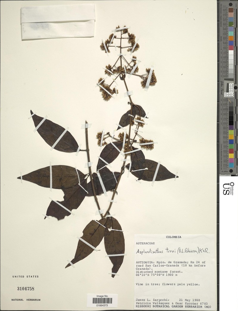 Asplundianthus toroi