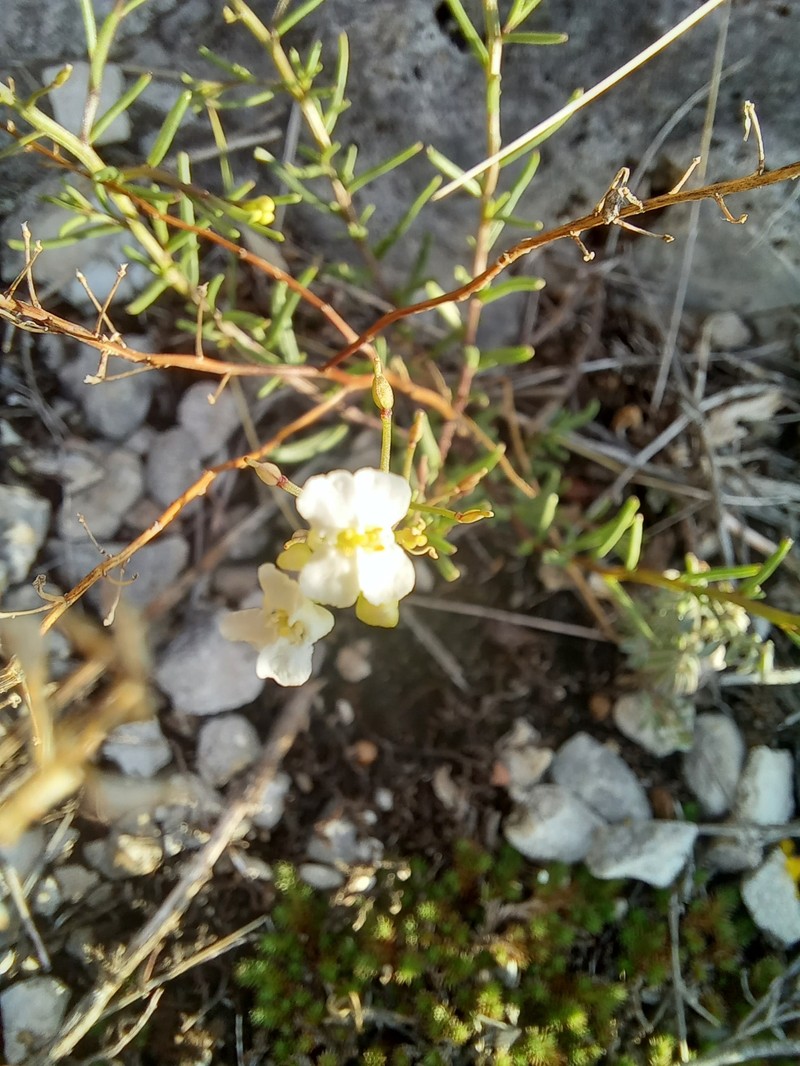 Asta schaffneri subsp. pringlei