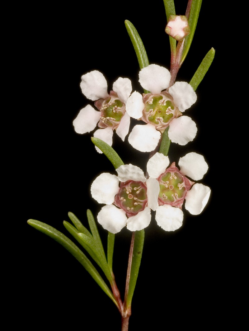 Astartea affinis