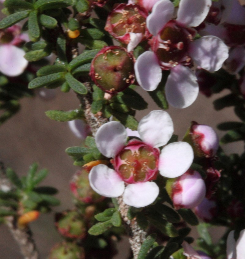 Astartea aspera