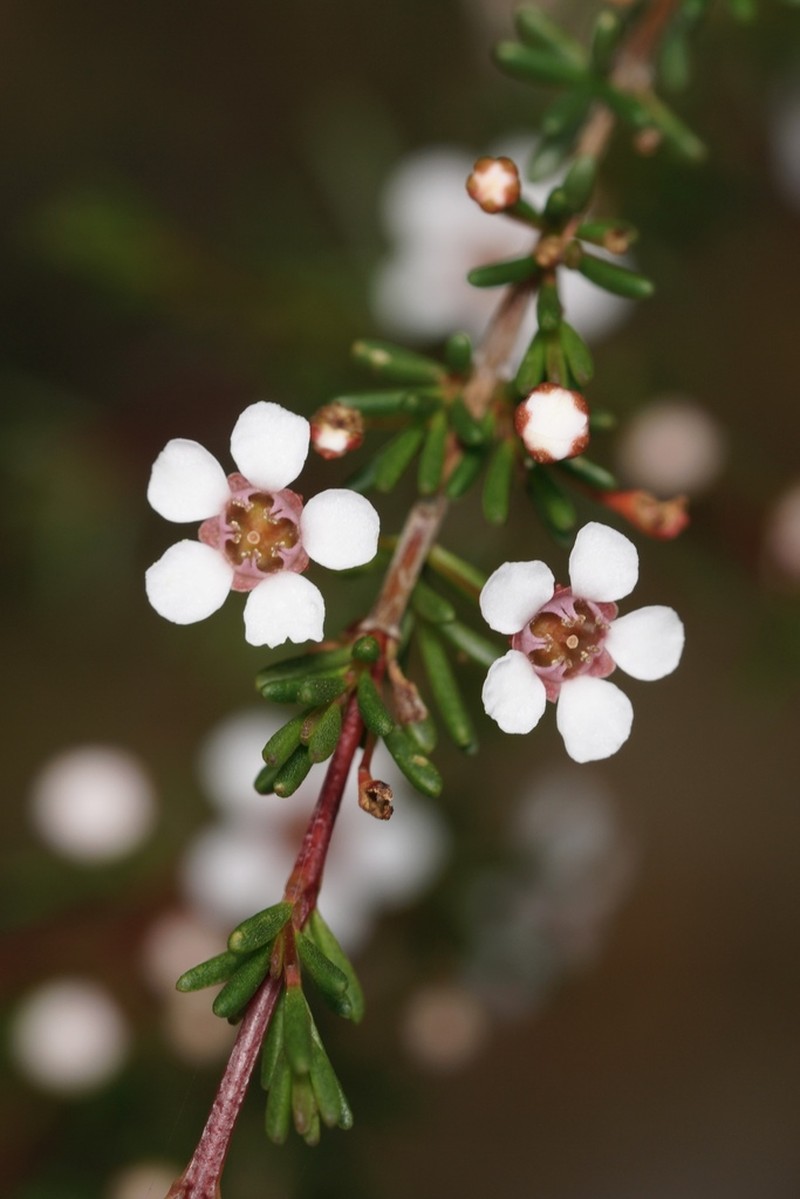 Astartea aspera photo 2