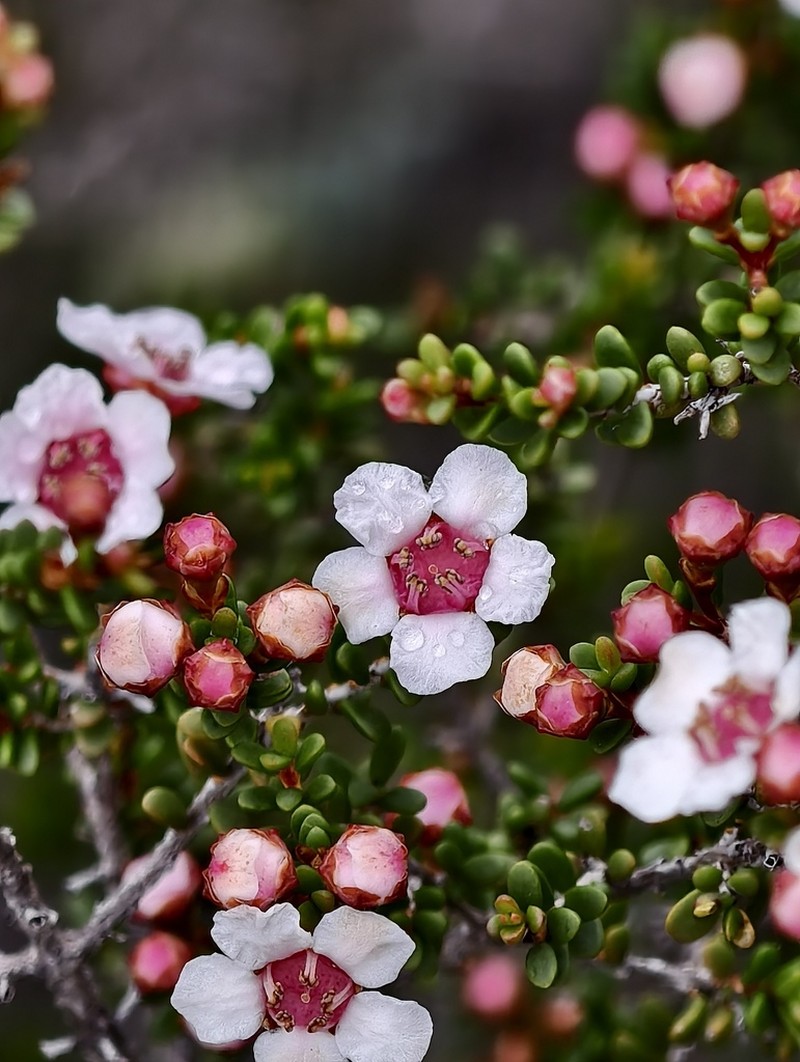 Astartea aspera photo 3