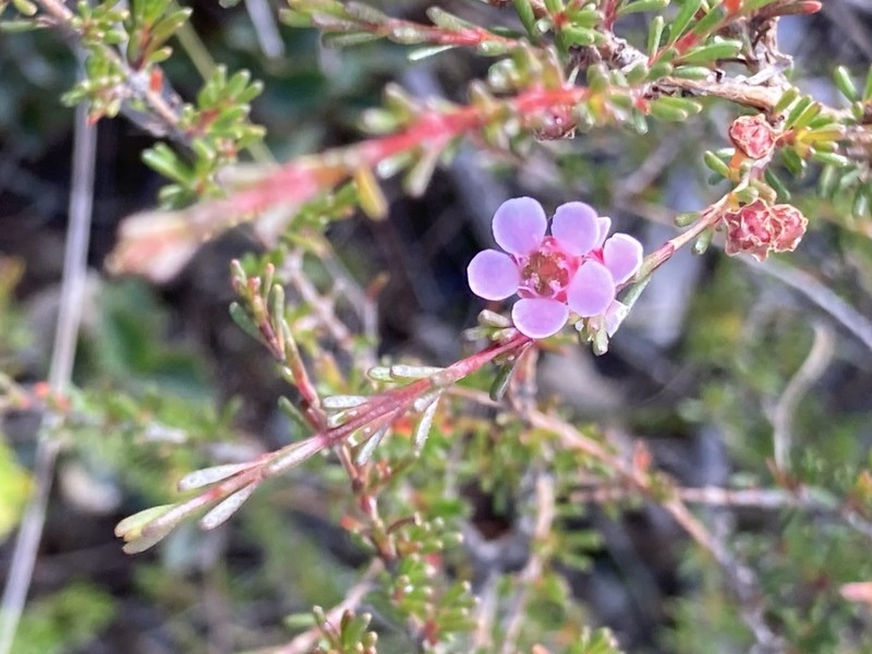 Astartea aspera photo 4