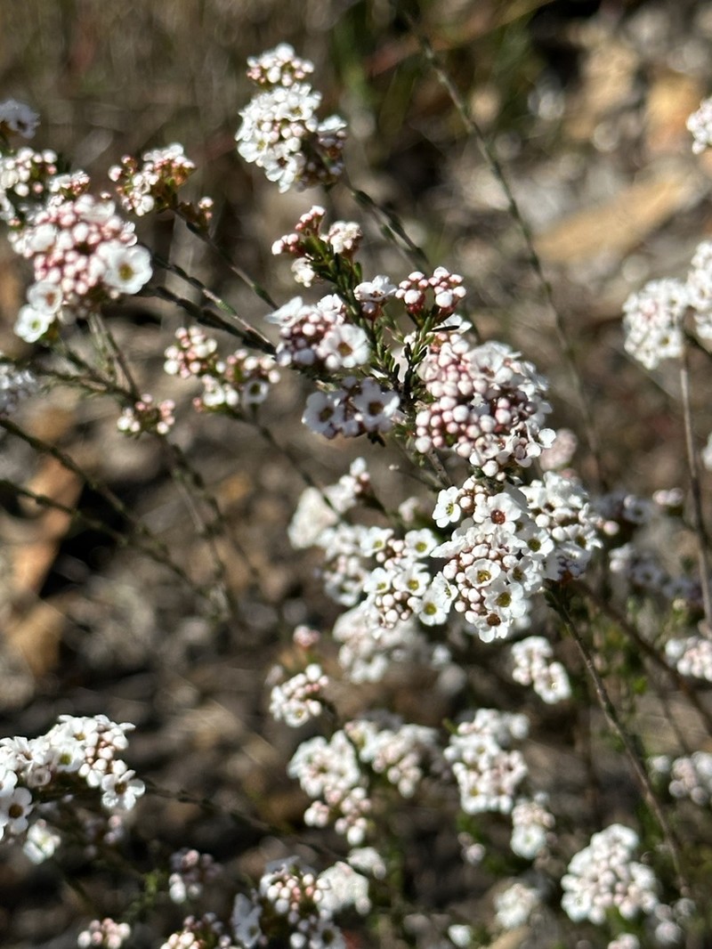 Astartea aspera photo 5