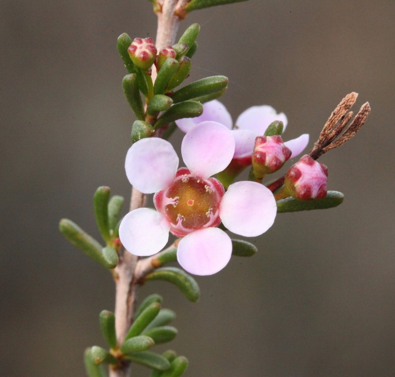 Astartea aspera photo 6
