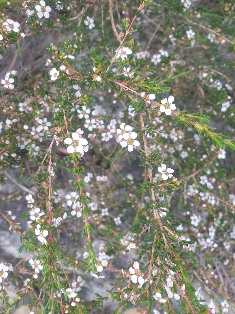 Astartea aspera photo 7