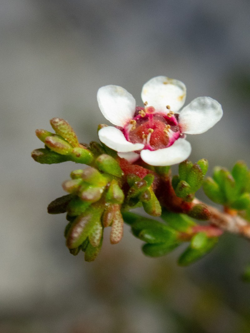 Astartea aspera photo 8