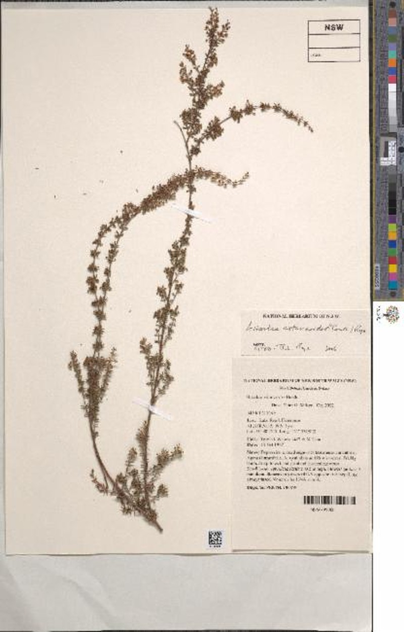 Astartea astarteoides