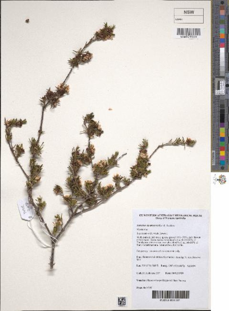 Astartea cicatricosa