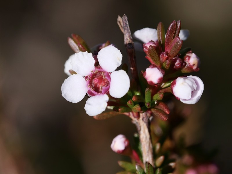 Astartea corniculata