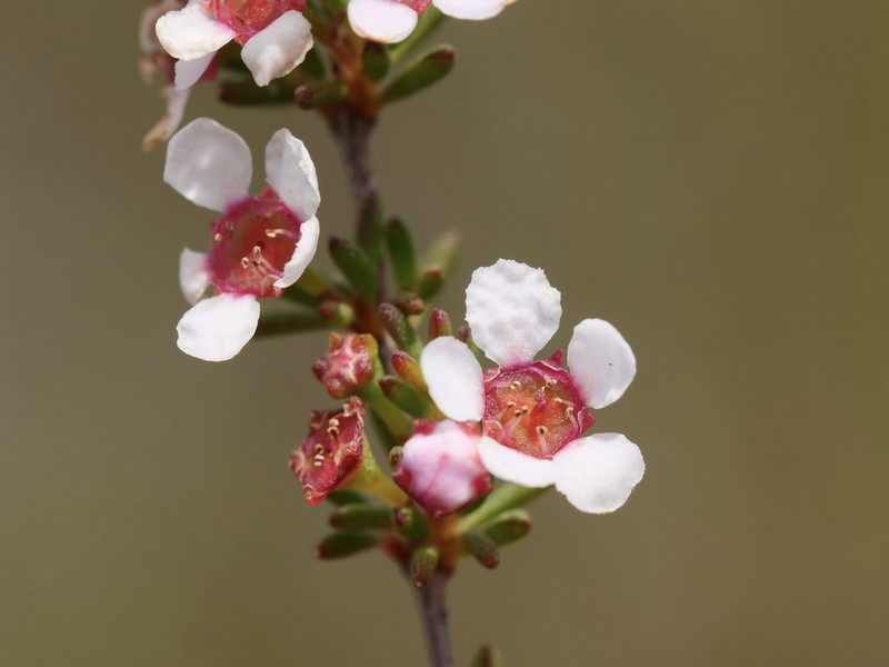 Astartea corniculata photo 2