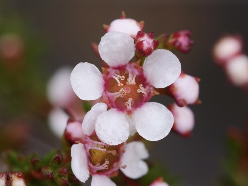 Astartea corniculata photo 3