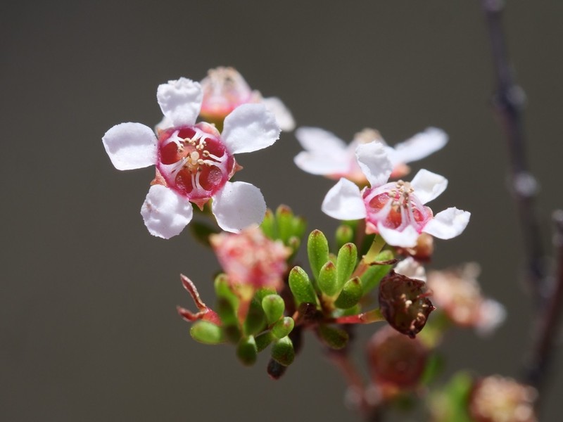 Astartea corniculata photo 4