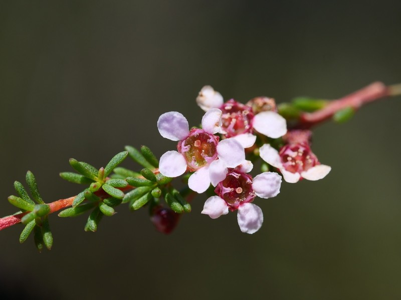 Astartea corniculata photo 5