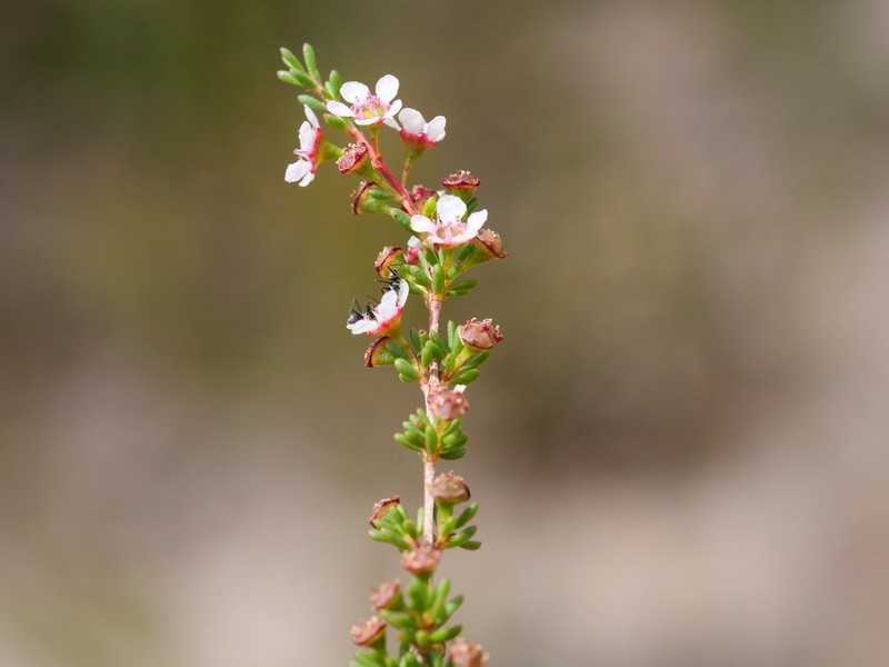 Astartea corniculata photo 6