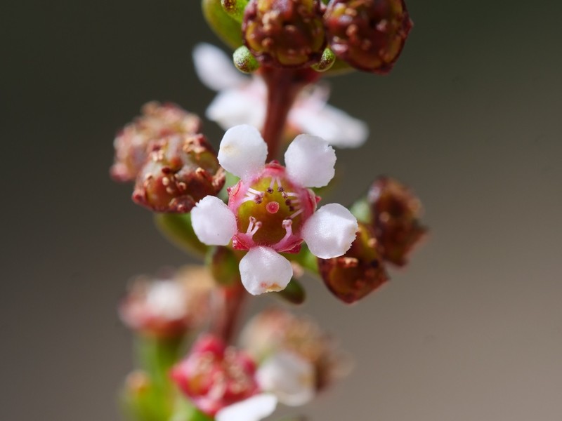 Astartea corniculata photo 7