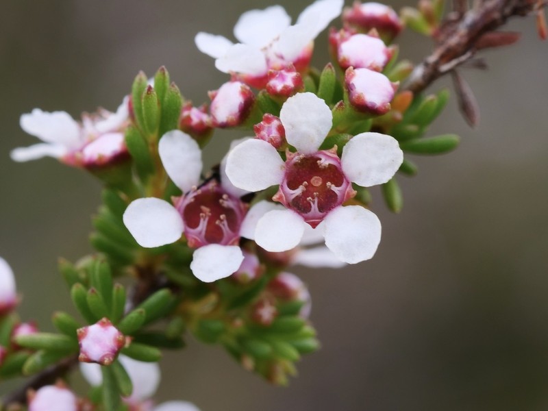 Astartea corniculata photo 8