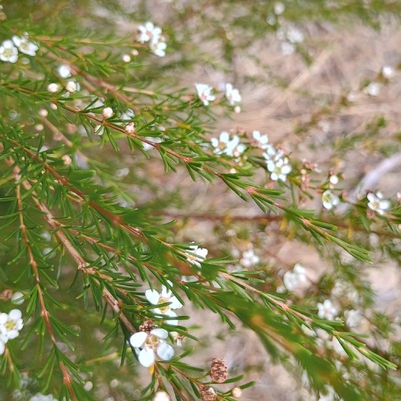 Astartea fascicularis photo 2