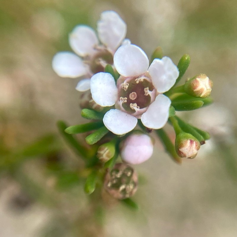 Astartea fascicularis photo 3