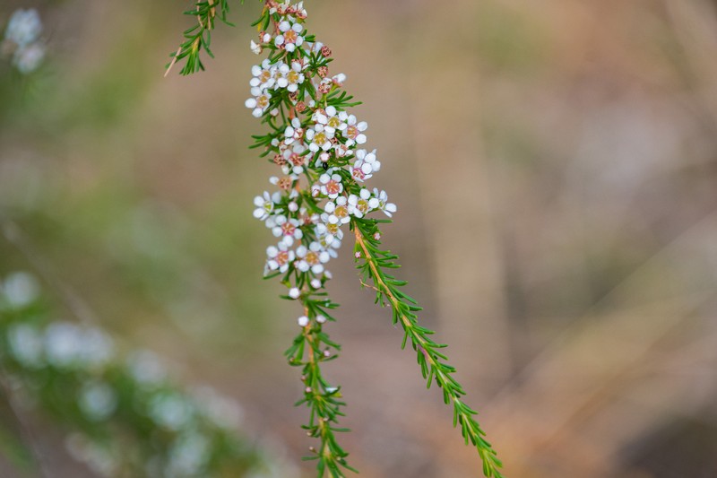 Astartea fascicularis photo 4