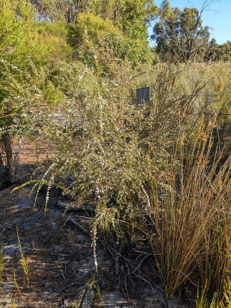 Astartea fascicularis photo 5