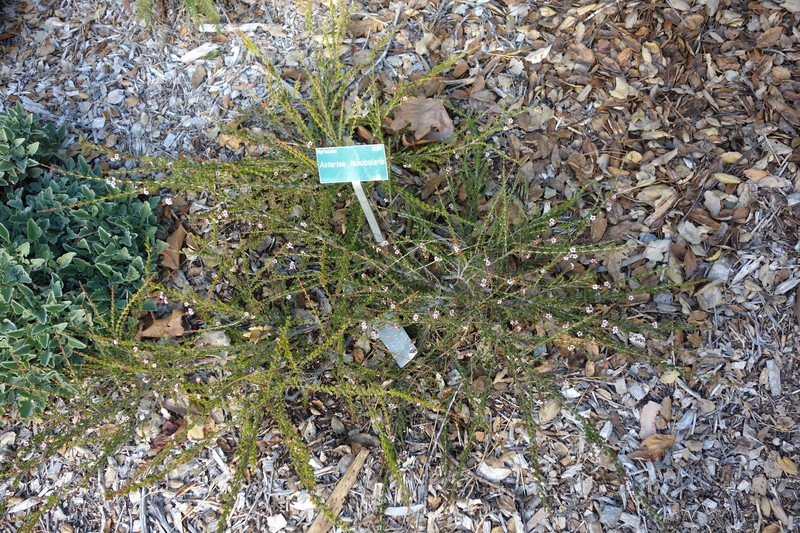 Astartea fascicularis photo 6
