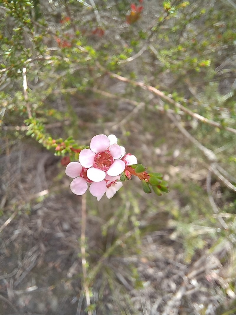 Astartea glomerulosa photo 2