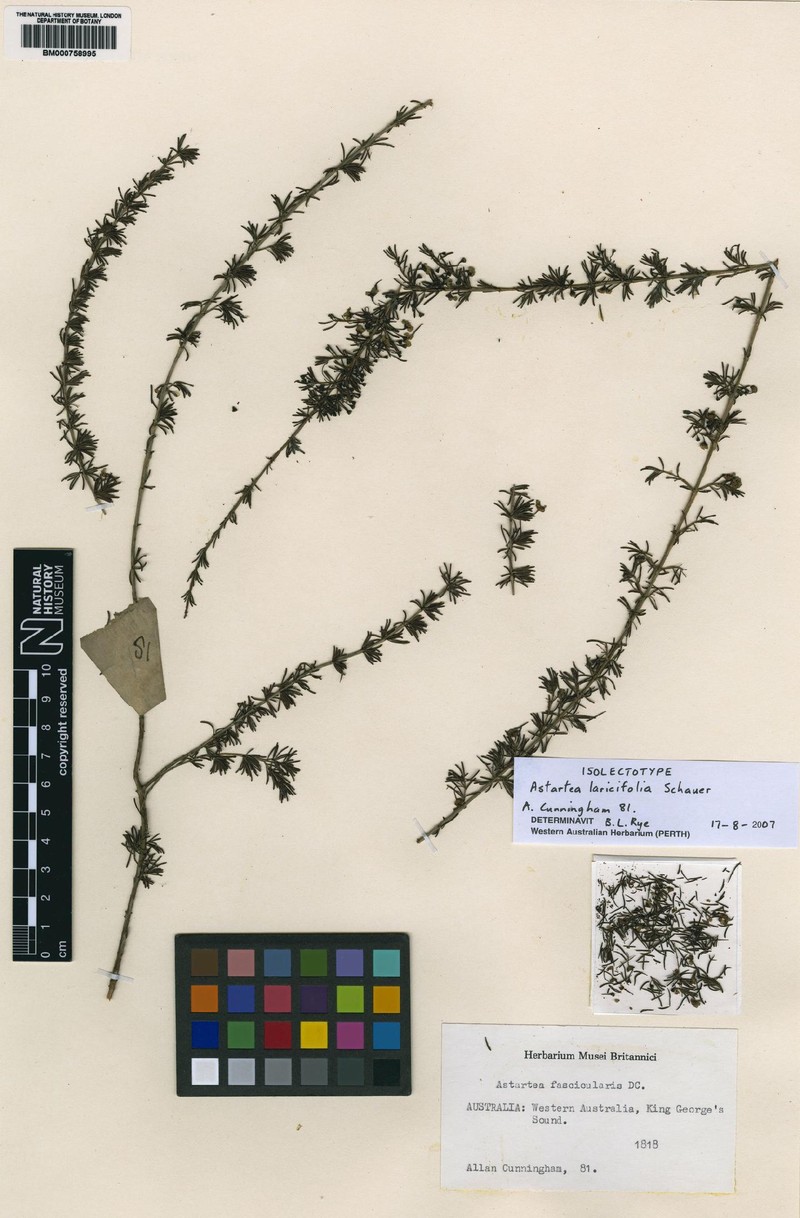 Astartea laricifolia
