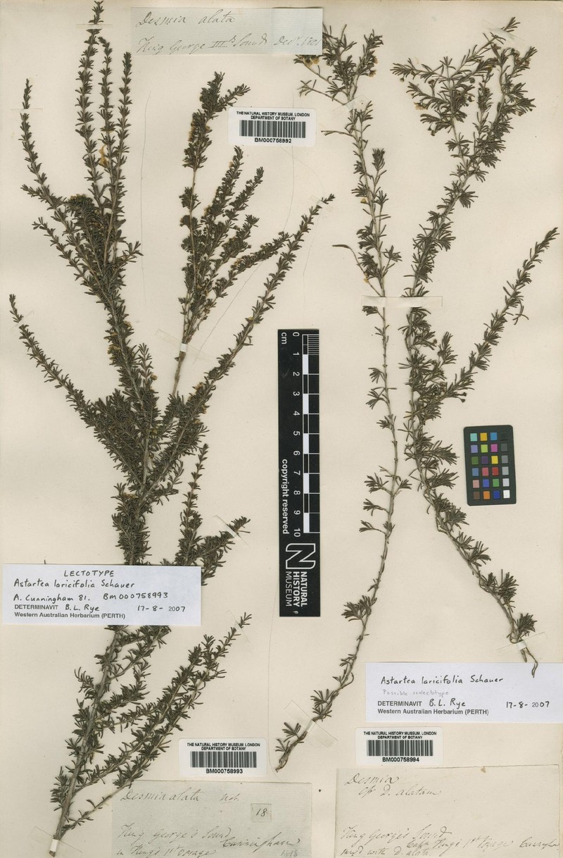 Astartea laricifolia photo 2