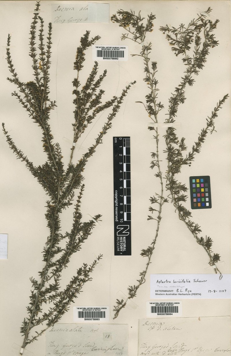 Astartea laricifolia photo 4