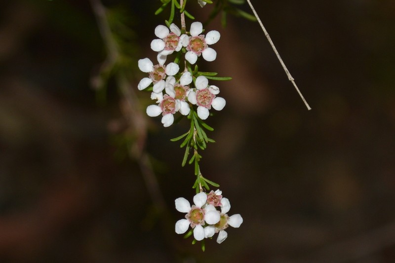 Astartea leptophylla