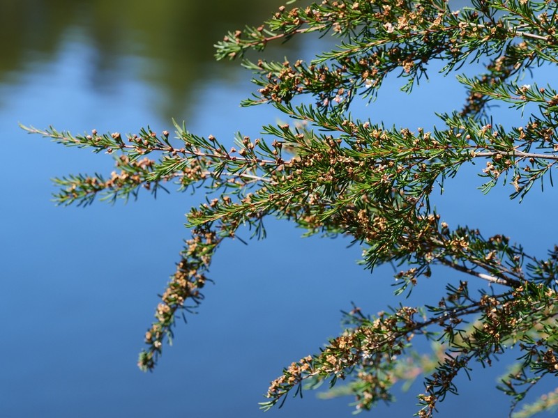 Astartea leptophylla photo 2