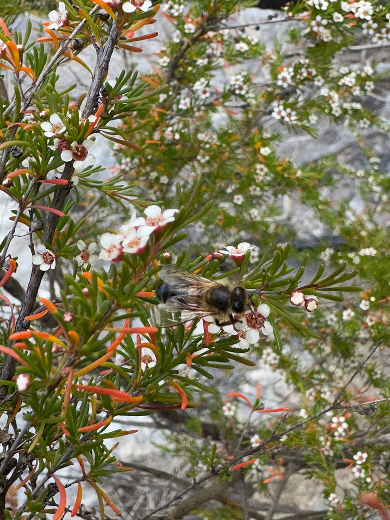 Astartea leptophylla photo 3