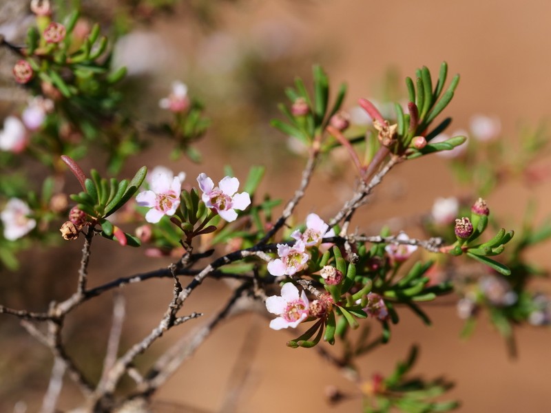 Astartea leptophylla photo 4