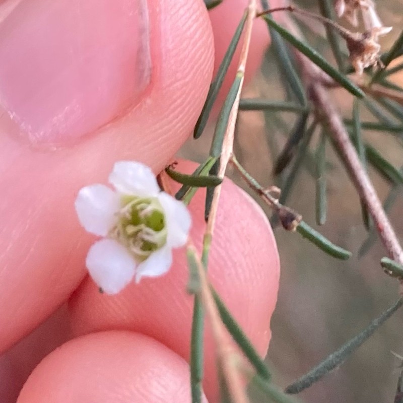 Astartea leptophylla photo 5