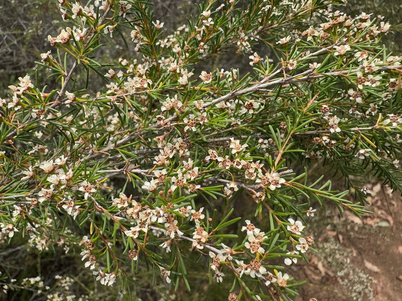 Astartea leptophylla photo 6