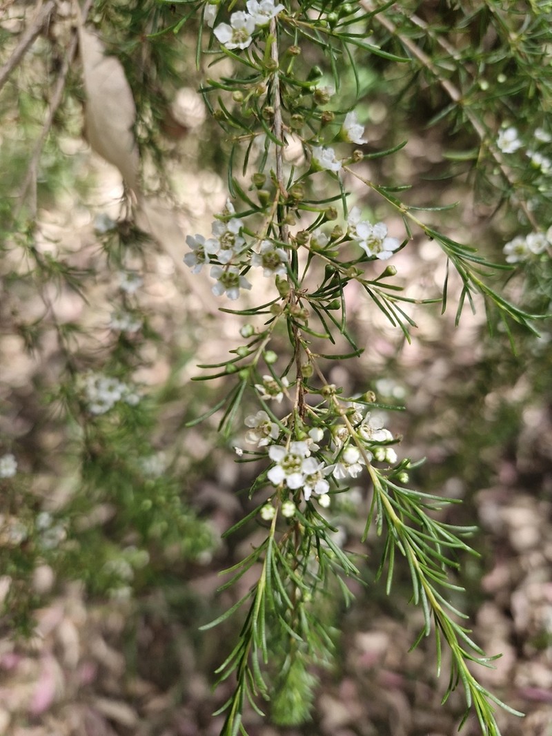 Astartea leptophylla photo 7