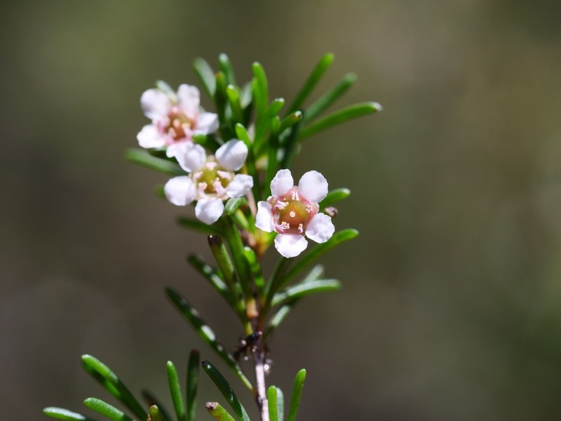 Astartea leptophylla photo 8