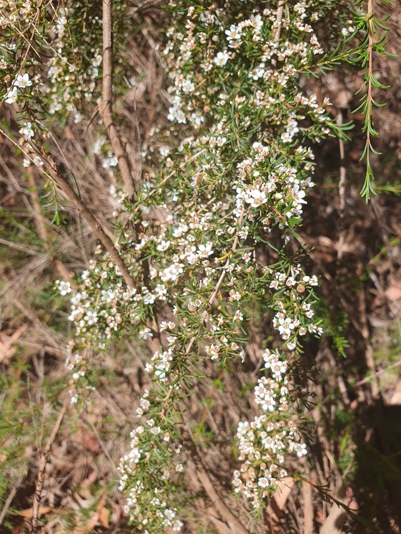 Astartea leptophylla
