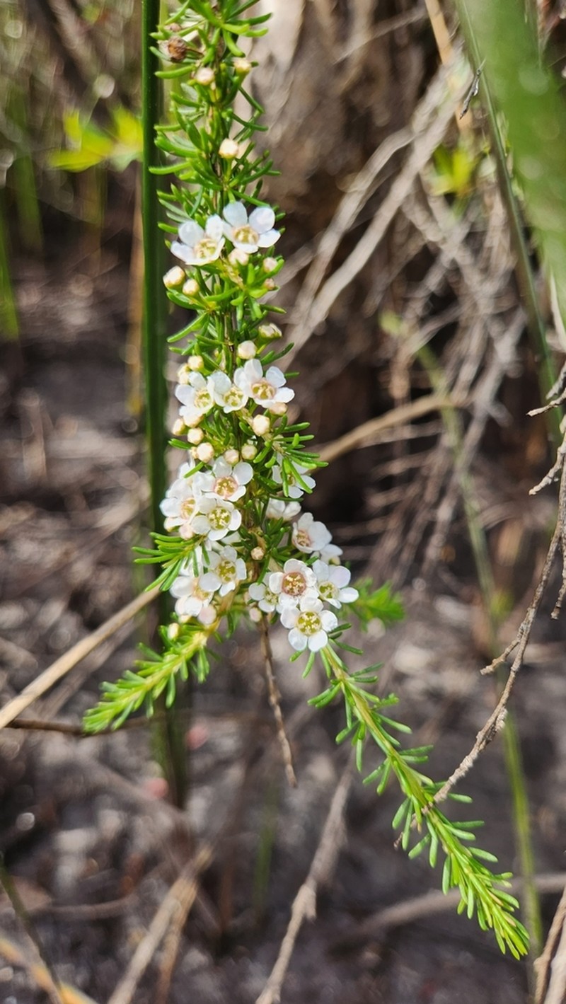 Astartea pulchella
