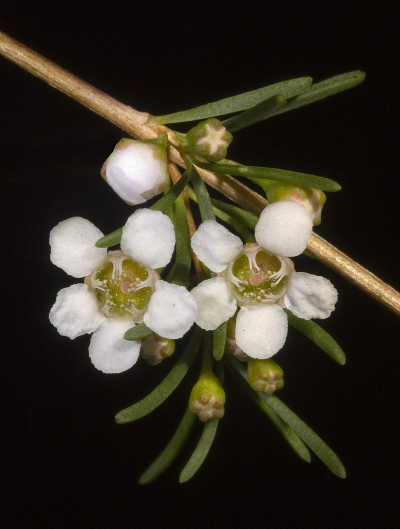 Astartea scoparia