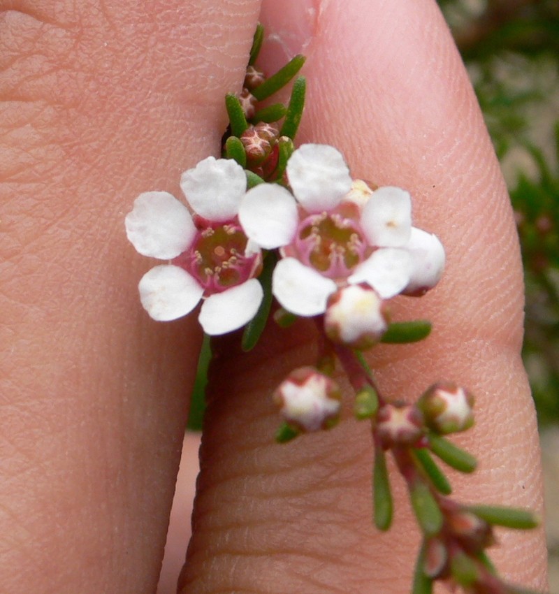 Astartea scoparia photo 2