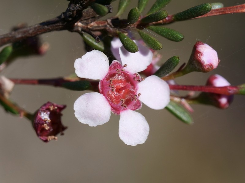 Astartea scoparia photo 3